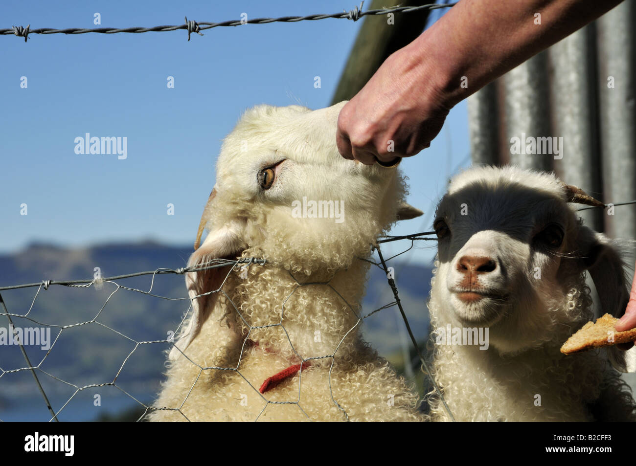 Feeding pet goats, New Zealand Stock Photo Alamy