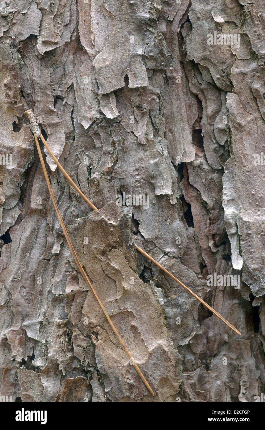 Red Pine, Pinus resinosa, pine needles Stock Photo