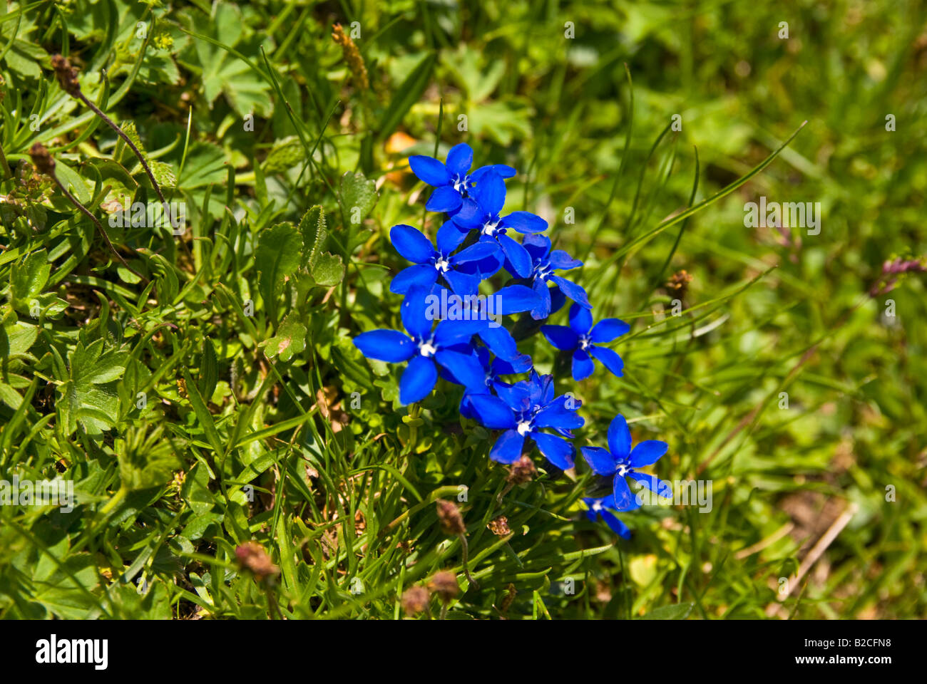 Spring Gentian flowers, Switzerland Stock Photo Alamy