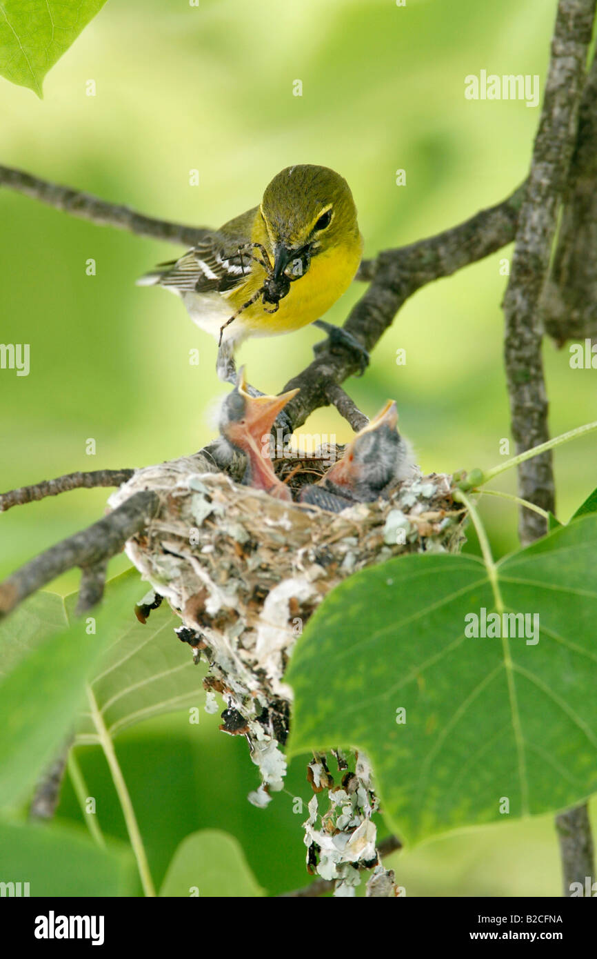 Yellow throated Vireo at Nest in Tulip Tree Vertical Stock Photo