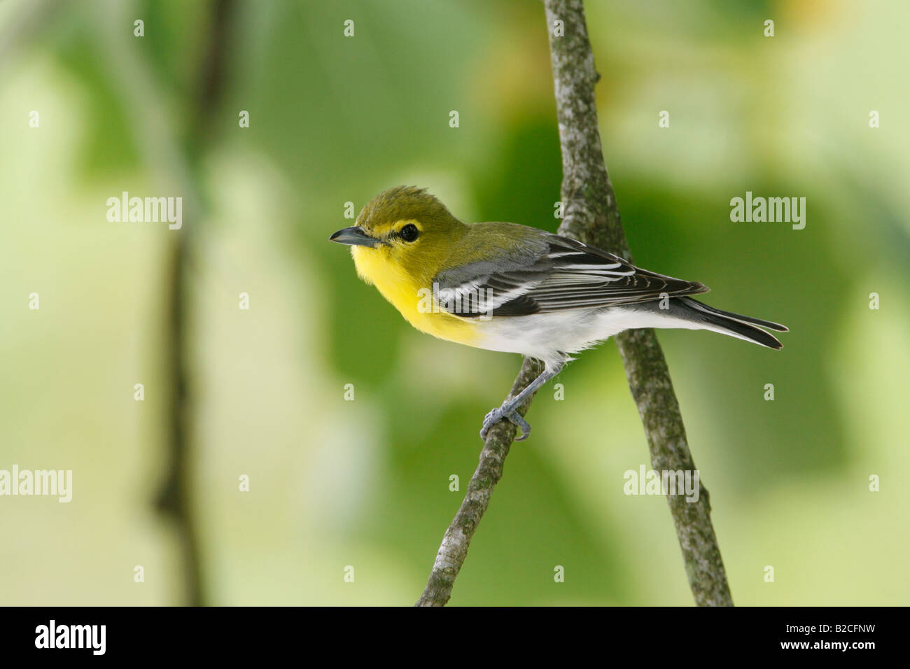 Yellow throated Vireo Stock Photo