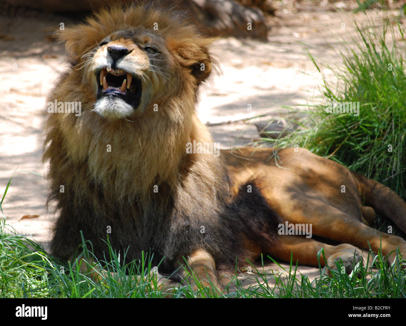 Snarling Male Lion (Panthera leo) Stock Photo