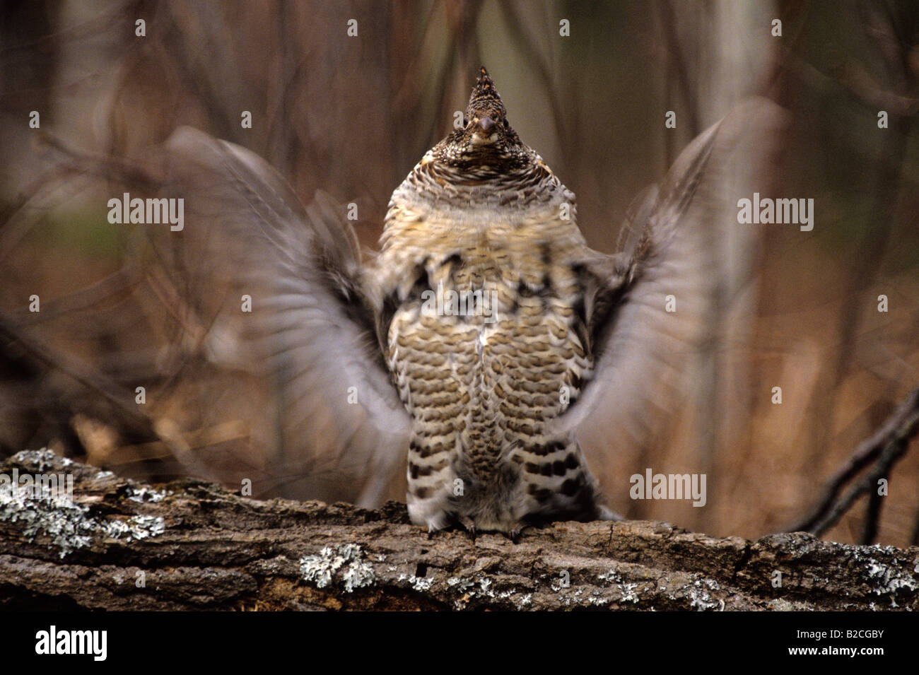 A male Ruffed grouse drumming to attract a mate Stock Photo Alamy