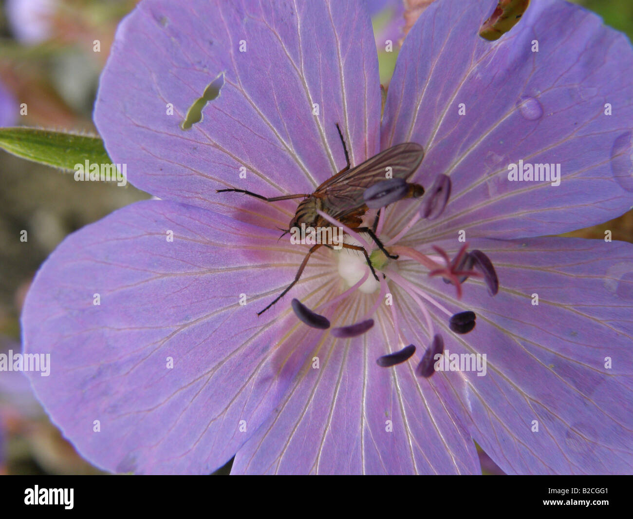 close-up detail of fly feeding at delicate flower of meadow cranesbill (Geranium pratense) Stock Photo