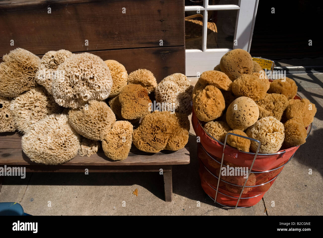 Natural Sponges - Apalachicola Sponge Company