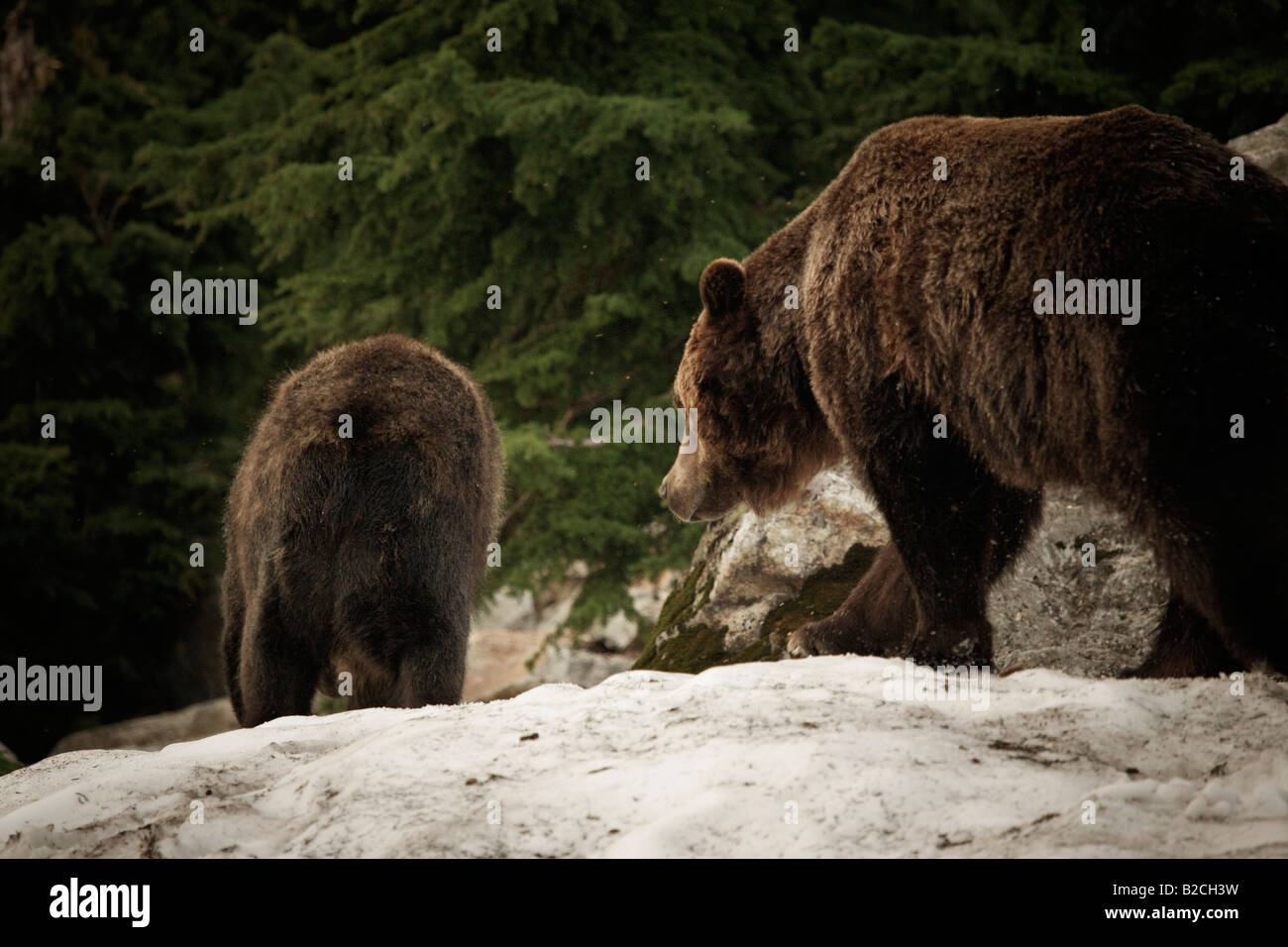 grizzly bears from Grouse Mountain's refuge in North Vancouver Canada Stock Photo