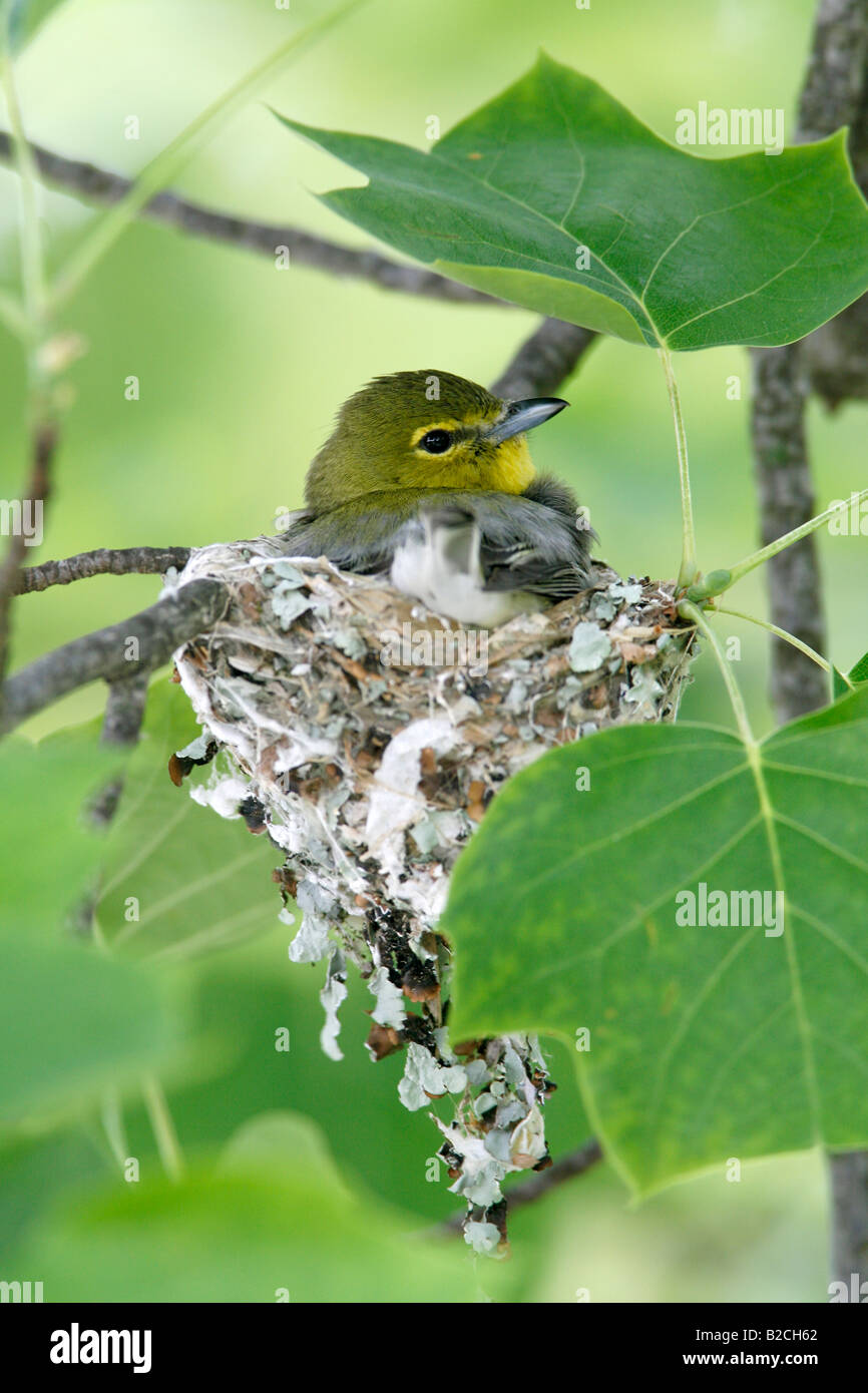 Yellow throated Vireo on Nest Vertical Stock Photo