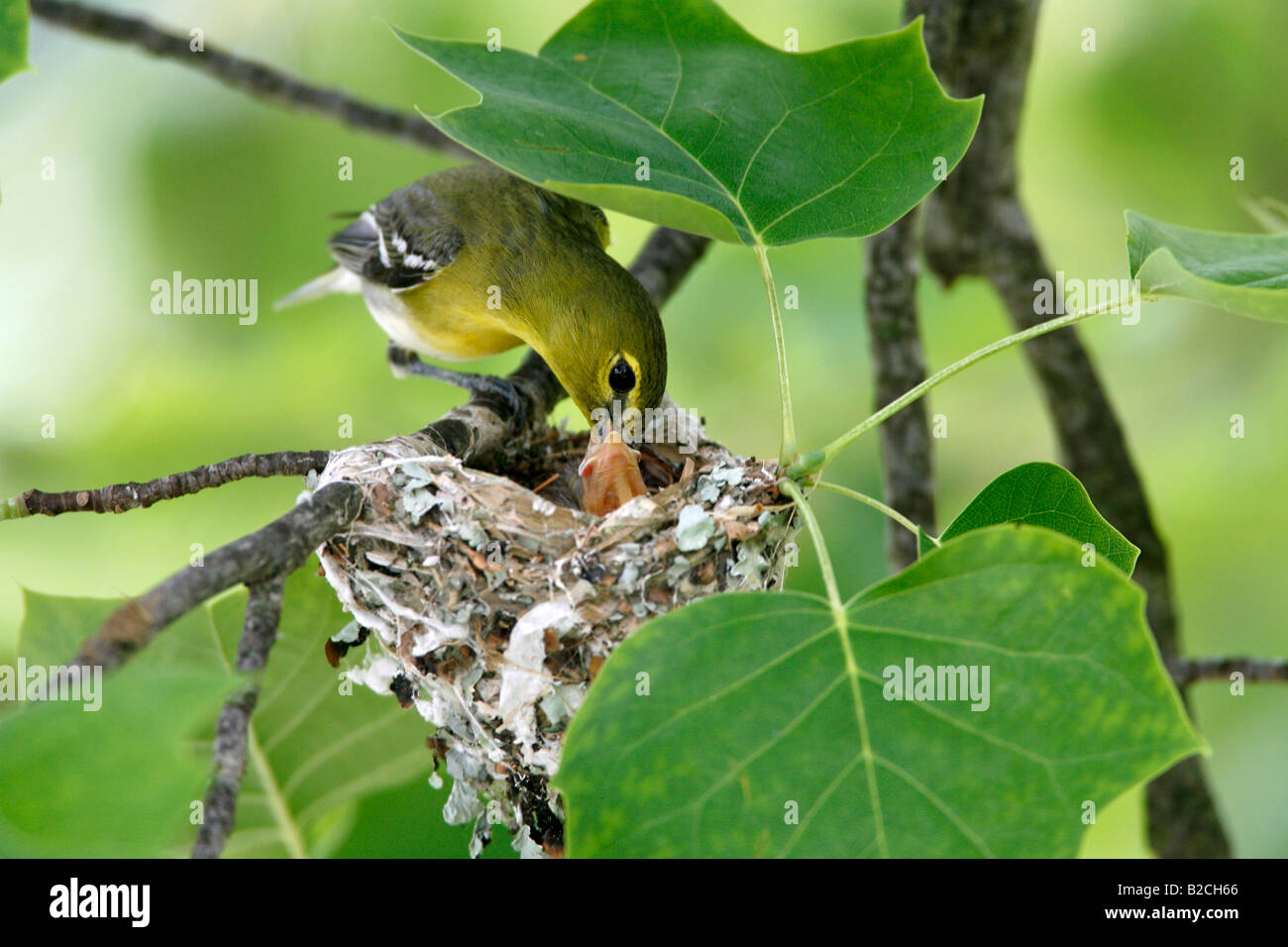 Yellow throated Vireo Feeding Nestling Stock Photo