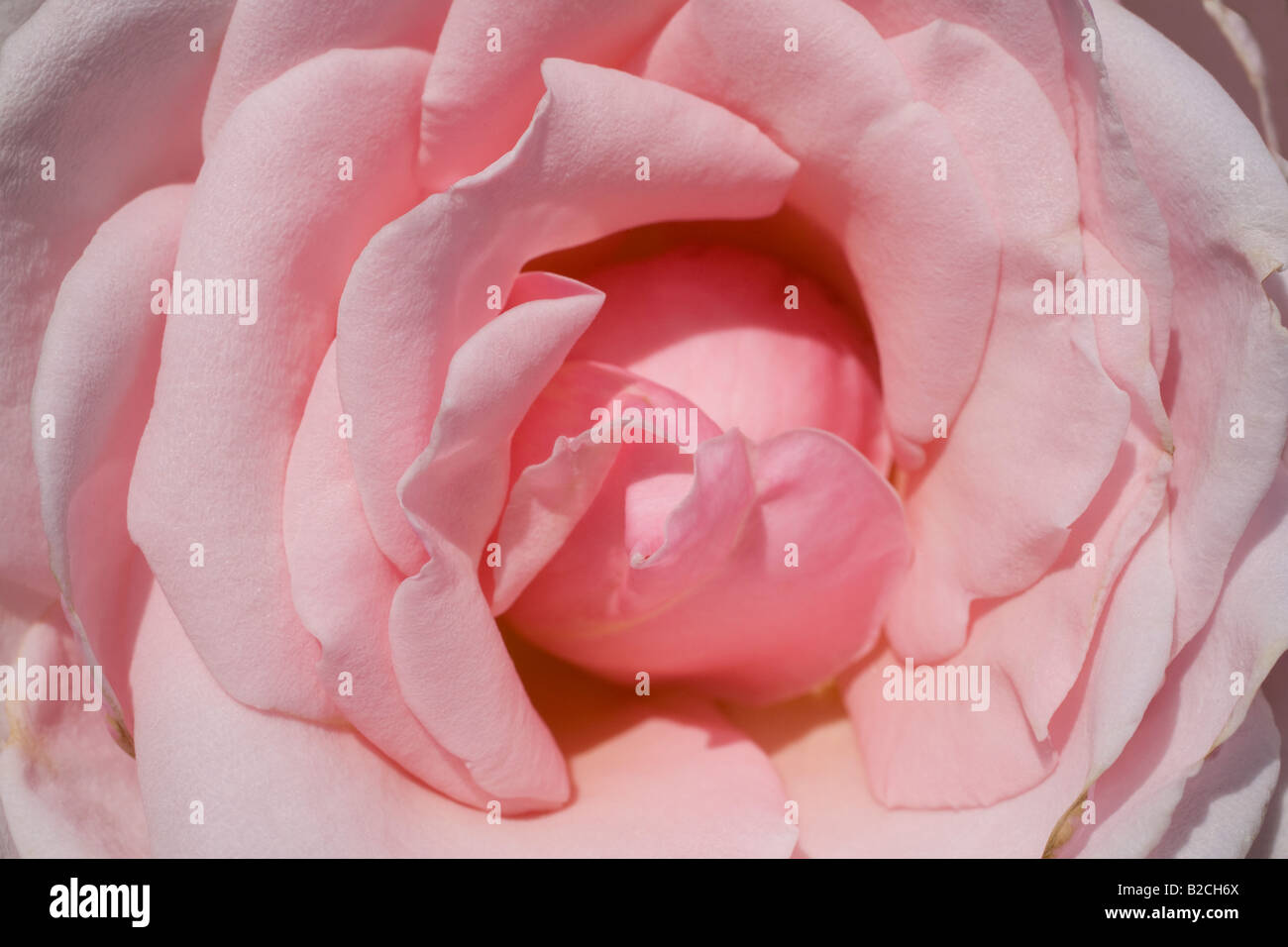 Close up of 'Savoy Hotel' rose. Rose Garden, Inner Circle, Regent's