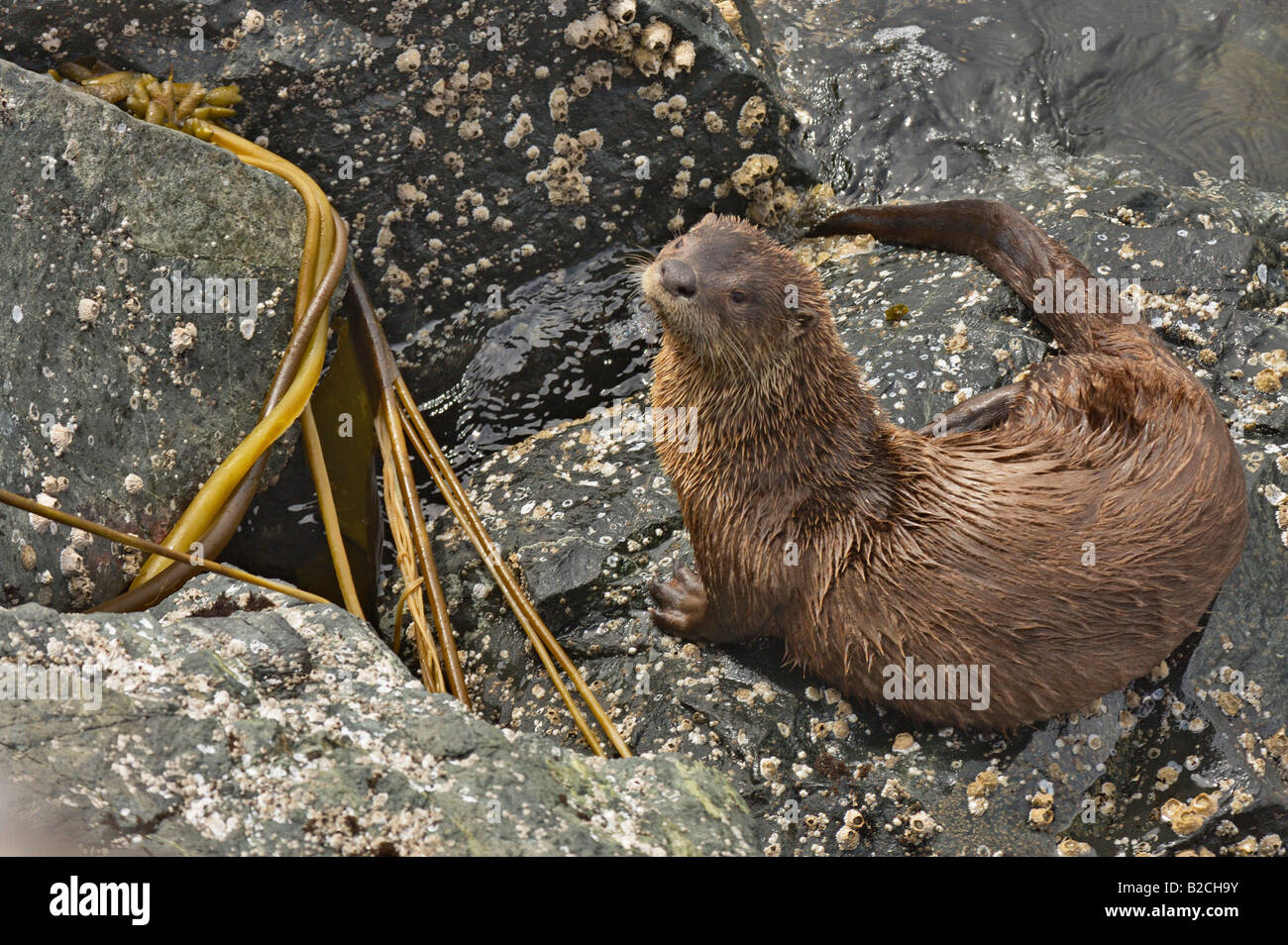 River otter resting on rocky pacific shoreline Victoria British Columbia Canada Stock Photo