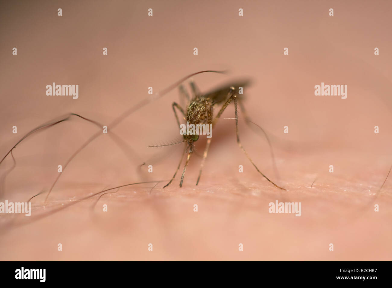 Mosquito feeding on human blood Stock Photo