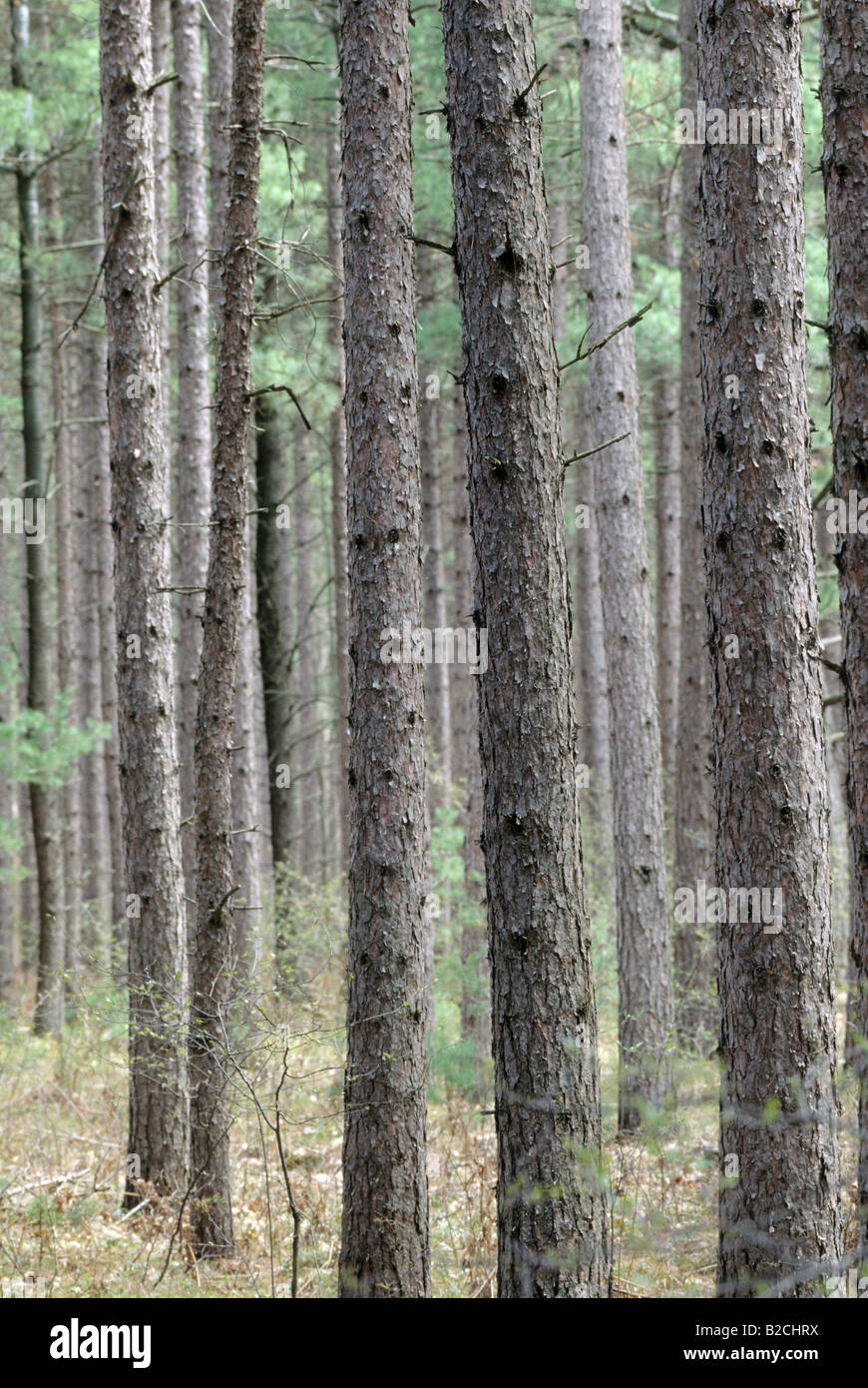 Red Pine, Pinus resinosa Stock Photo