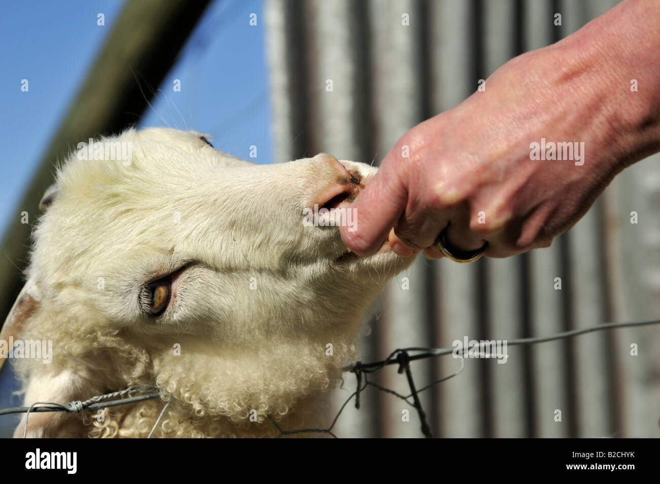 Feeding pet goat, New Zealand Stock Photo Alamy