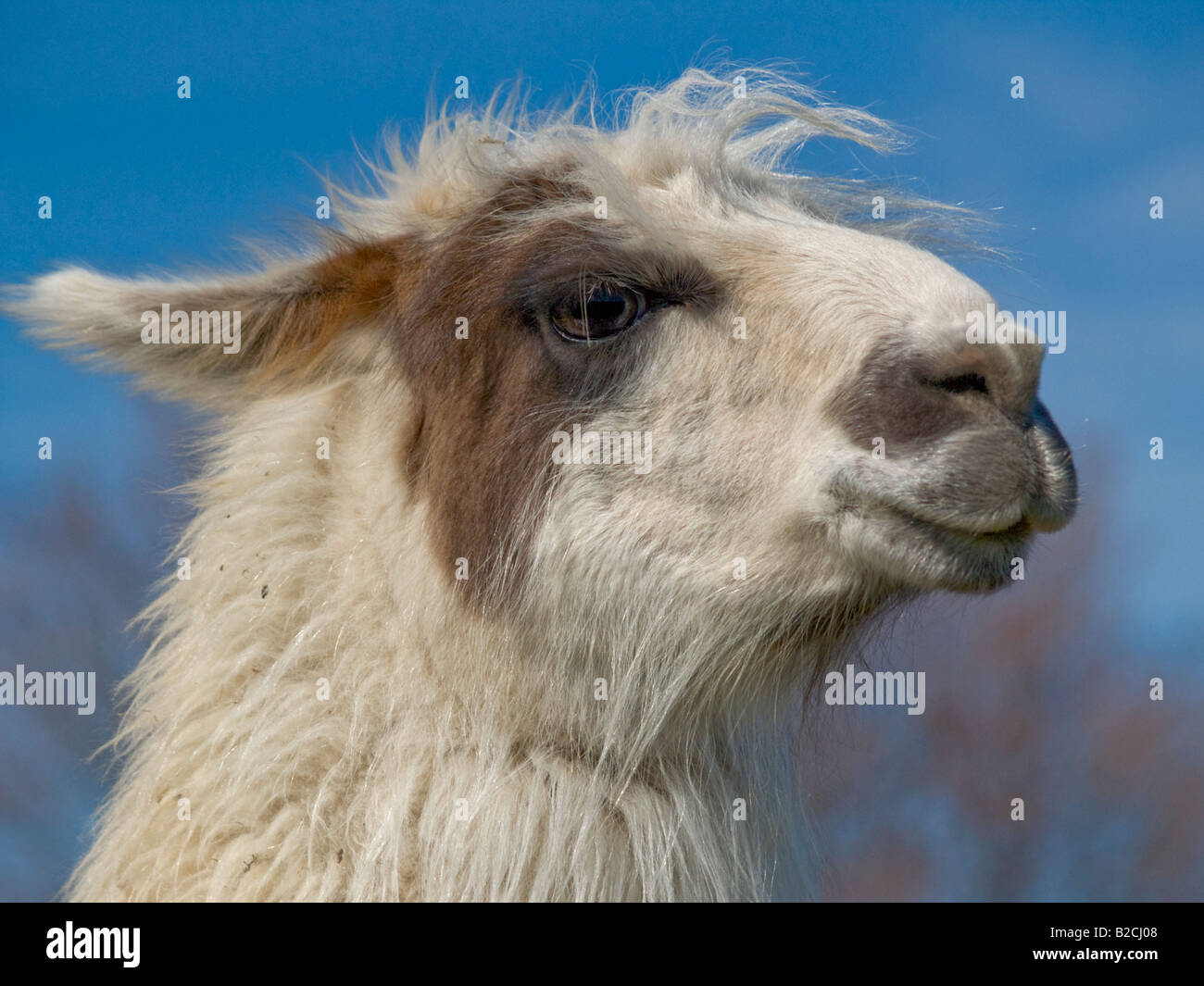 Llama - Oaklawn Farm Zoo, Aylesford, Nova Scotia, Canada Stock Photo ...