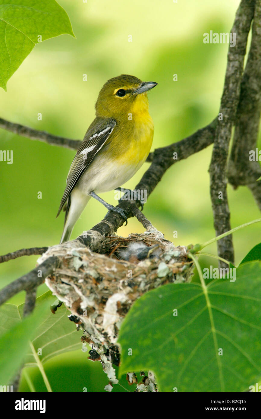 Yellow throated Vireo at Nest in Tulip Tree Vertical Stock Photo