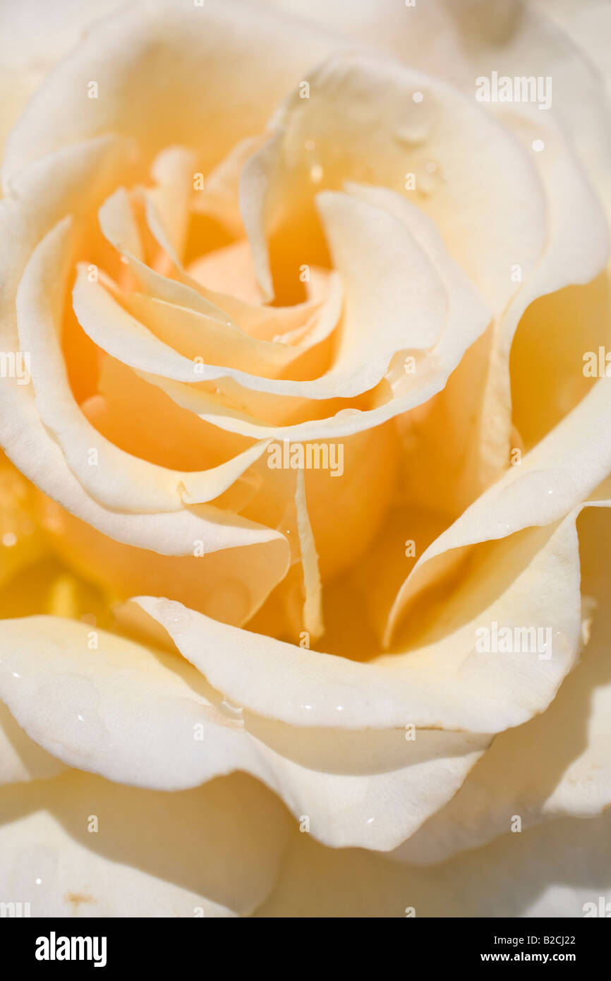 Close up of pale yellow rose. Rose Garden, Inner Circle, Regent's Park