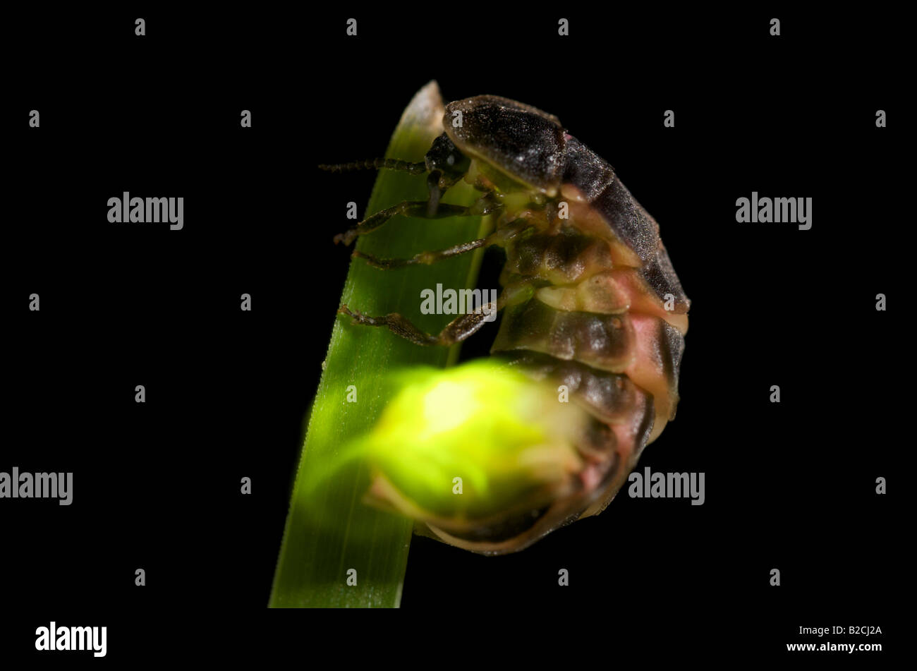 Glow worm displaying Stock Photo