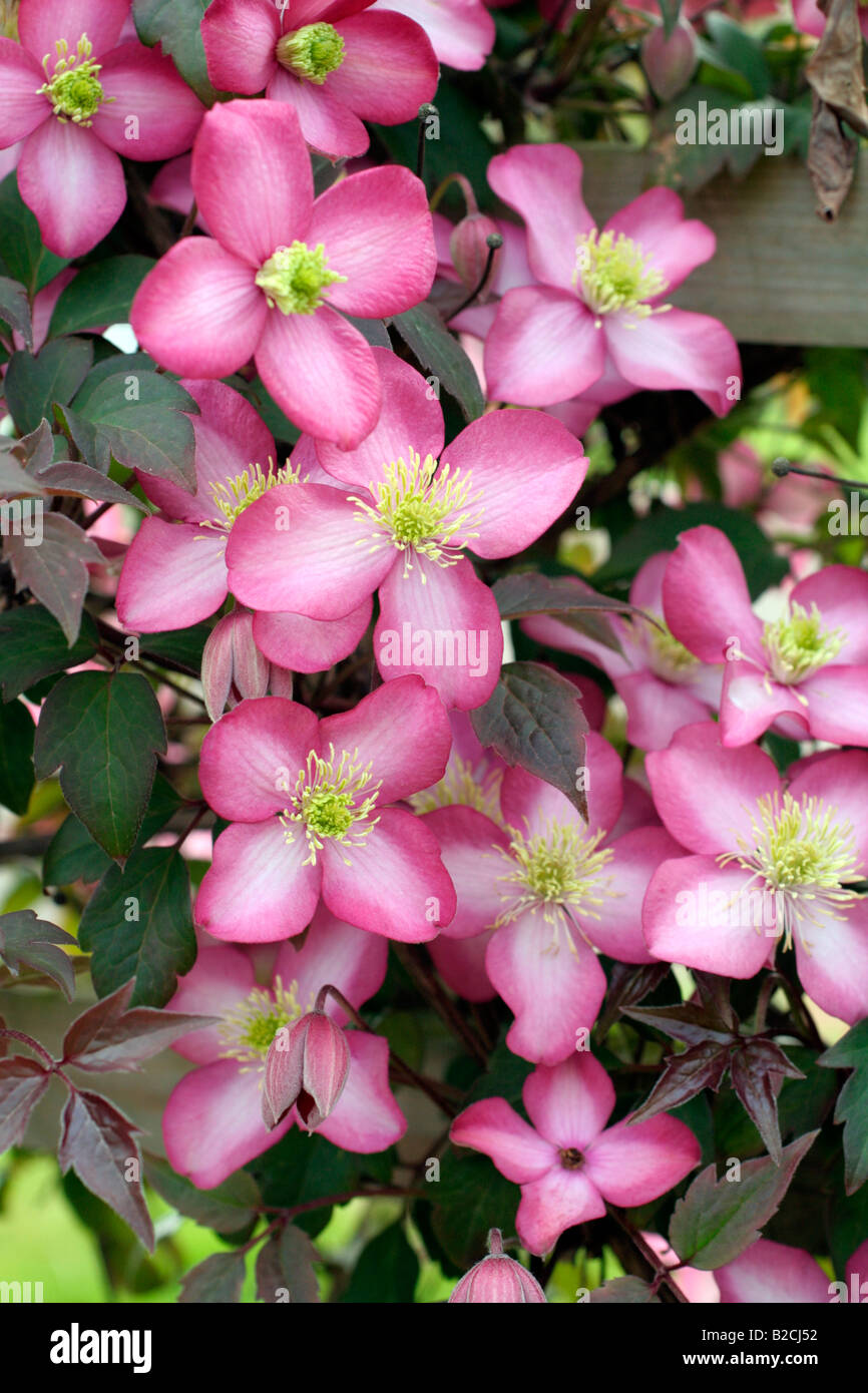 Clematis montana freda pink single climber spring april may hires