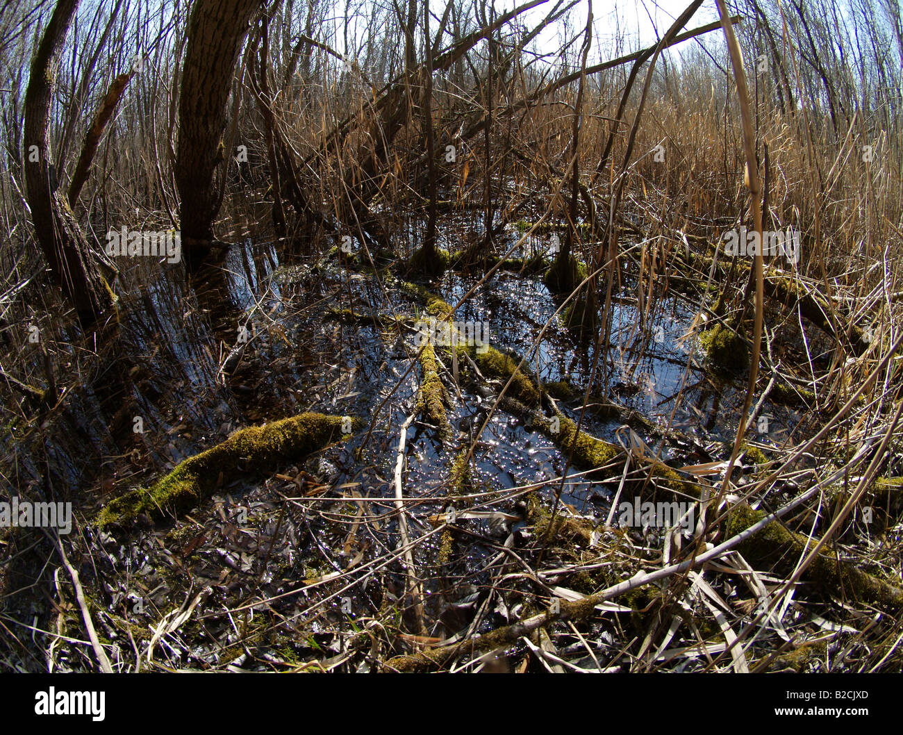 Spring in swamp hi-res stock photography and images - Alamy