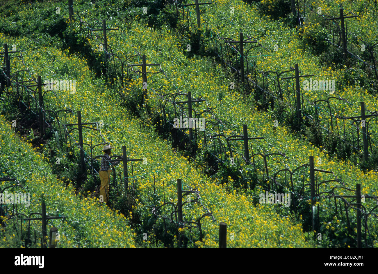 Worker tending to grape vines, San Diego, California Stock Photo Alamy