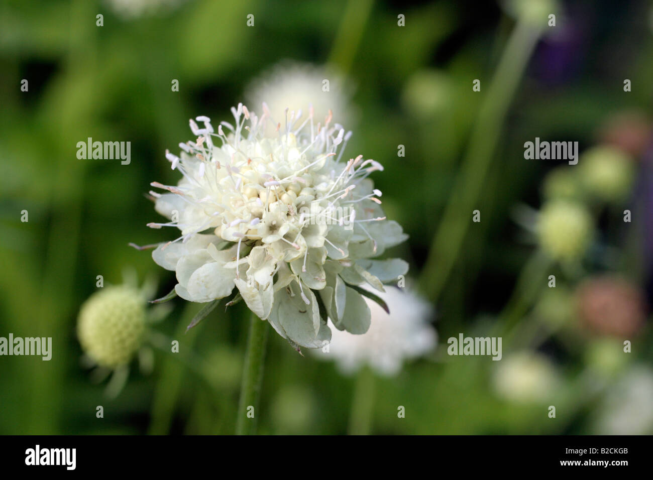 Scabiosa ochroleuca hi-res stock photography and images - Alamy