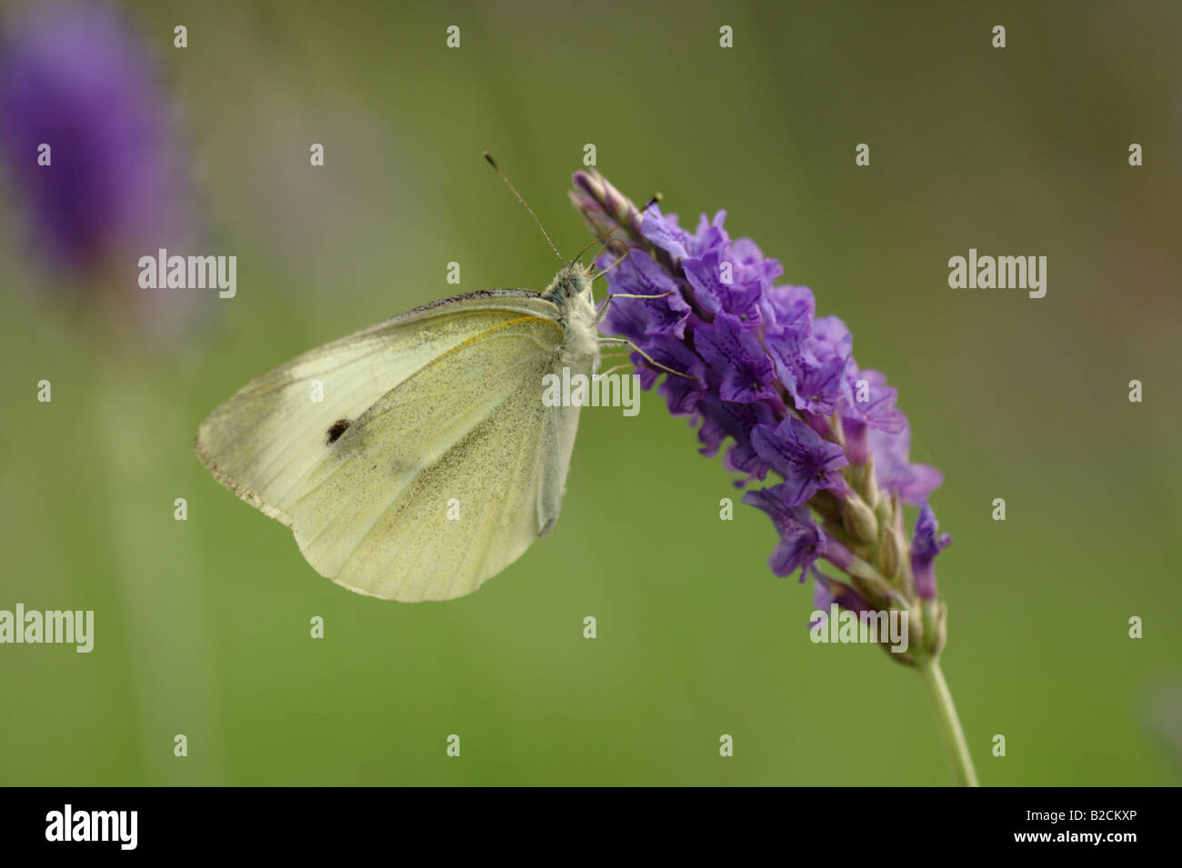 Indian cabbage white on lavender Stock Photo