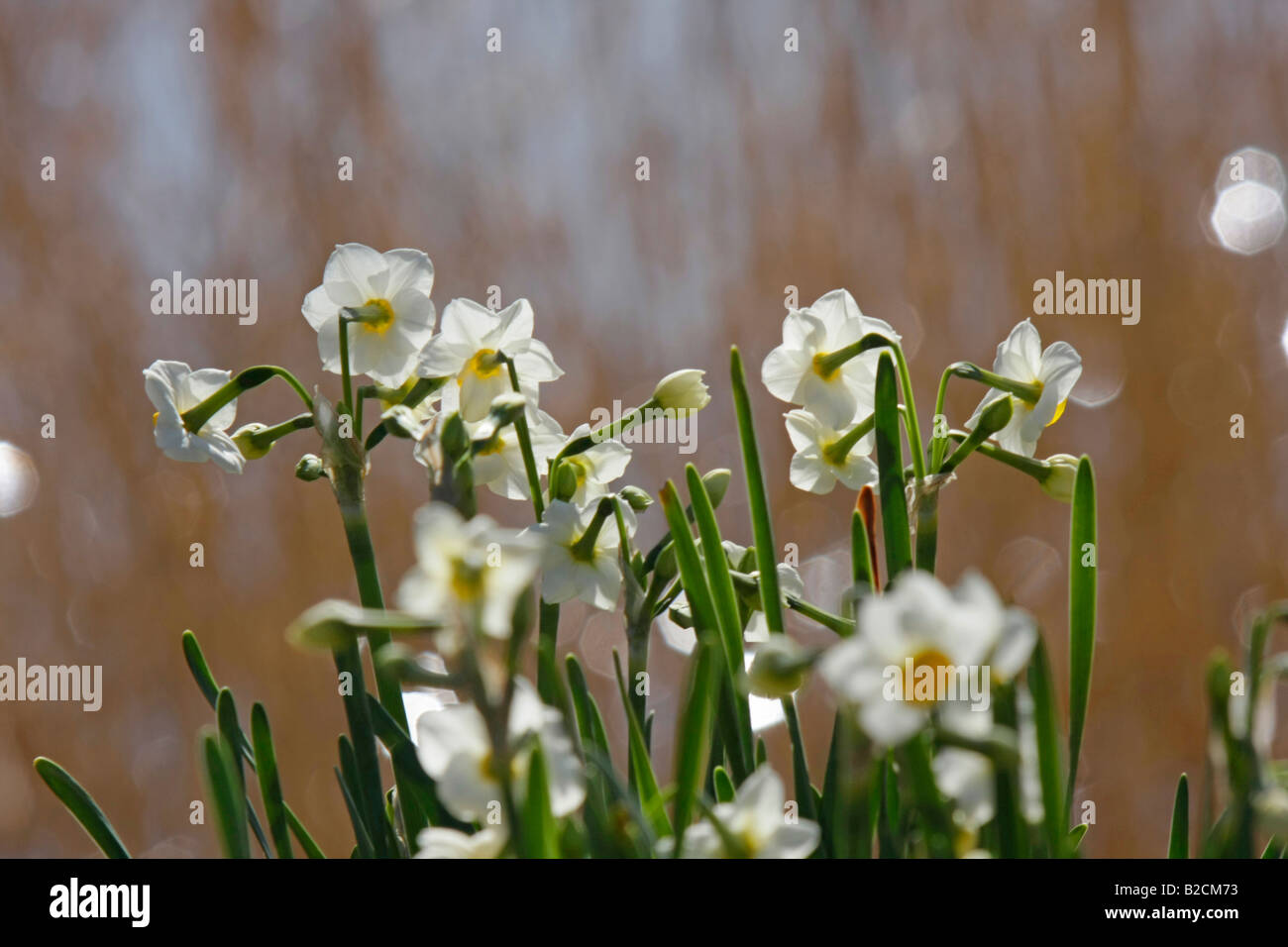 Daffodils by a lake Chiba Japan Stock Photo Alamy