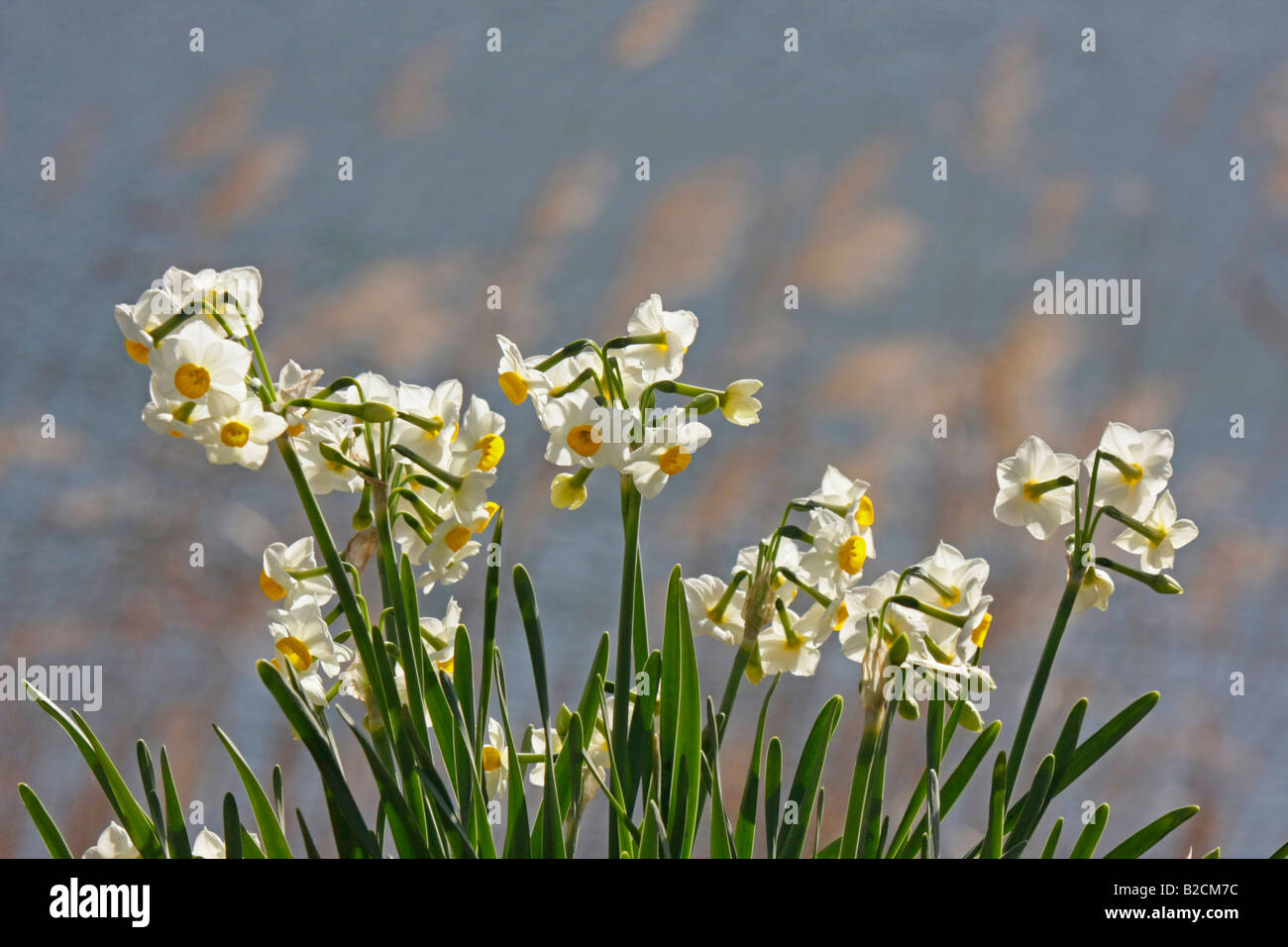 Daffodils by a lake Chiba Japan Stock Photo Alamy