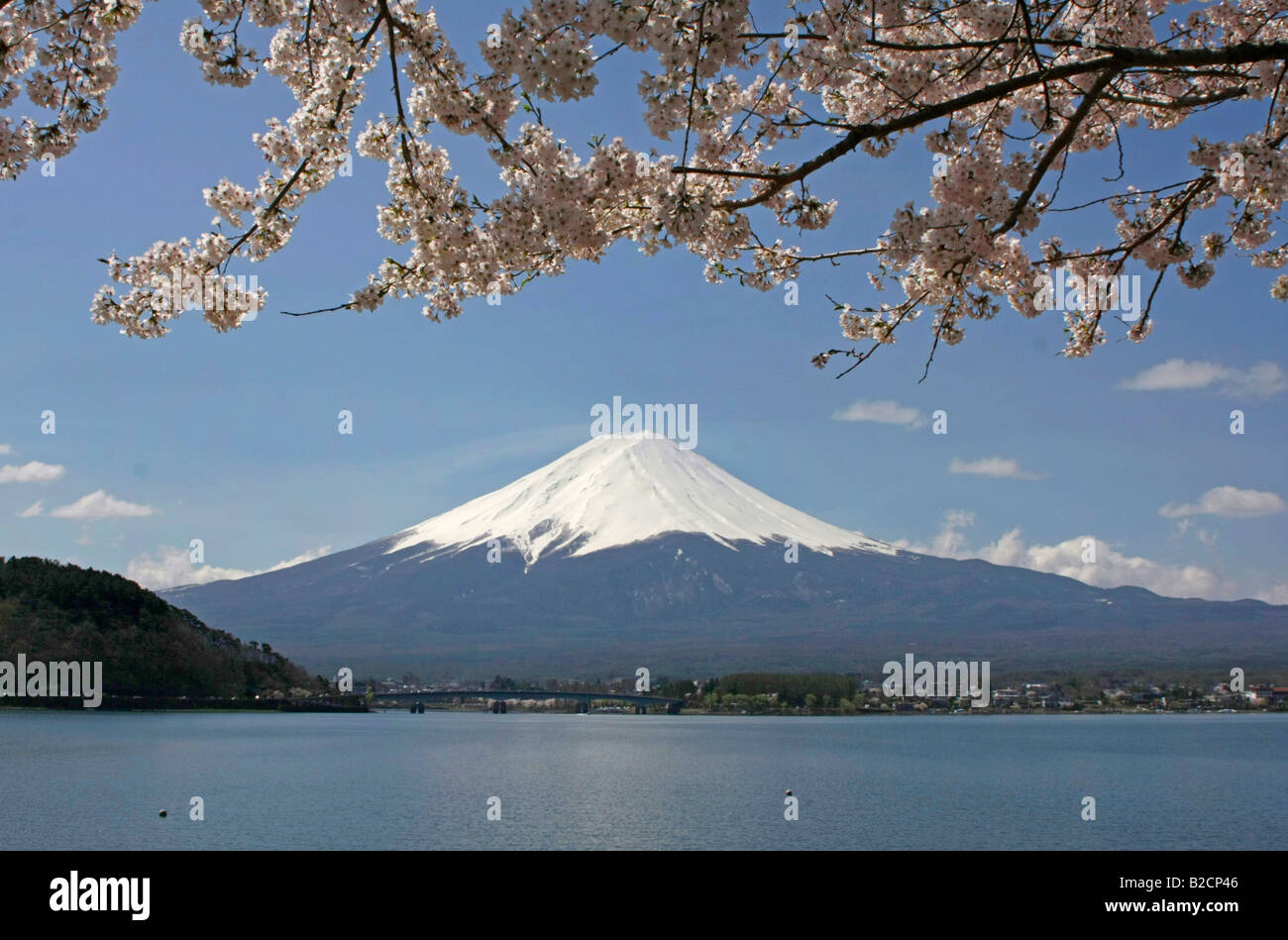 Mt Fuji and Cherry Blossoms view from Kawaguchiko lake Yamanashi Japan Stock Photo