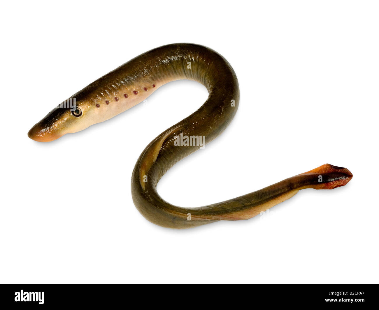 Lamprey Stock Photo Alamy