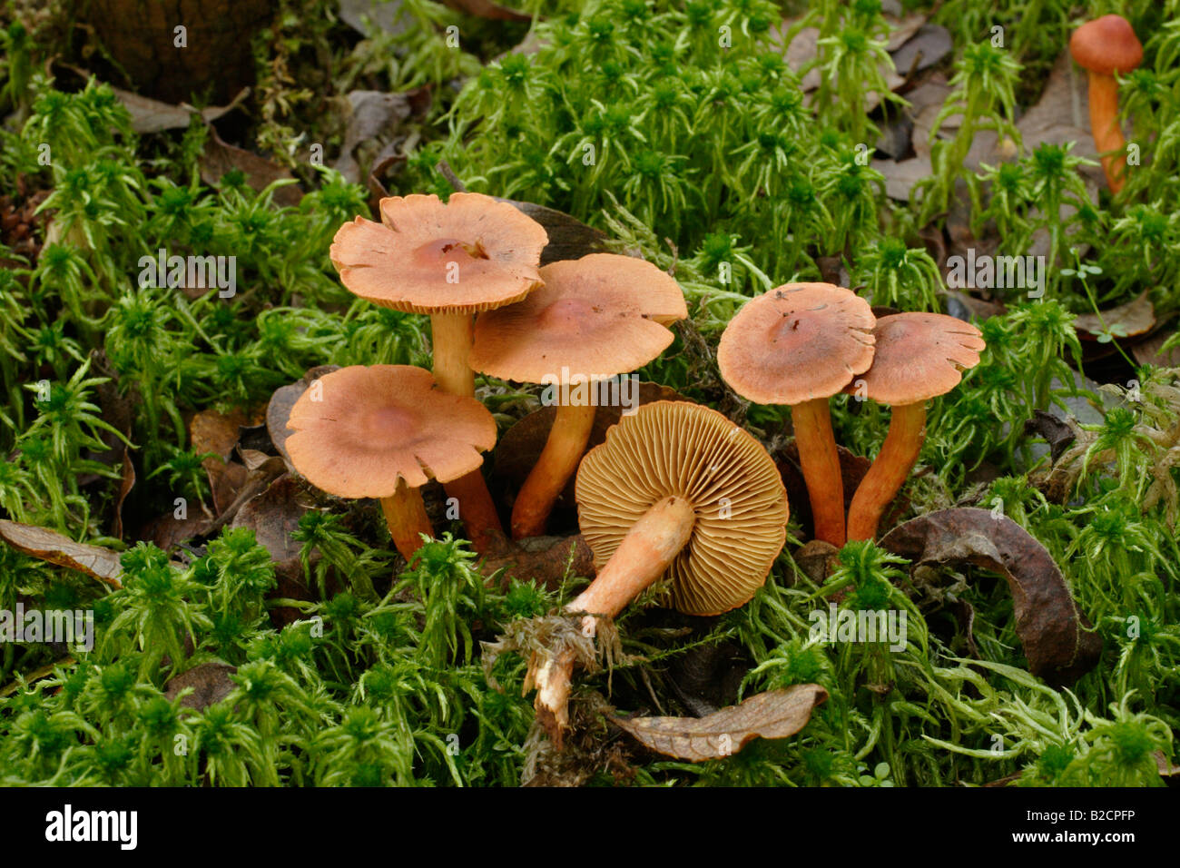 A webcap fungus Cartinarius saniosus among sphagnum moss in woodland UK Stock Photo