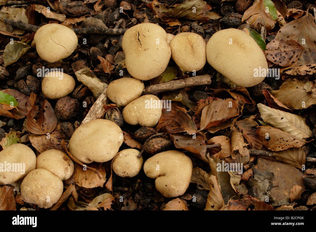 Scaly earthball fungi Scleroderma verrucosum in woodland UK Stock Photo