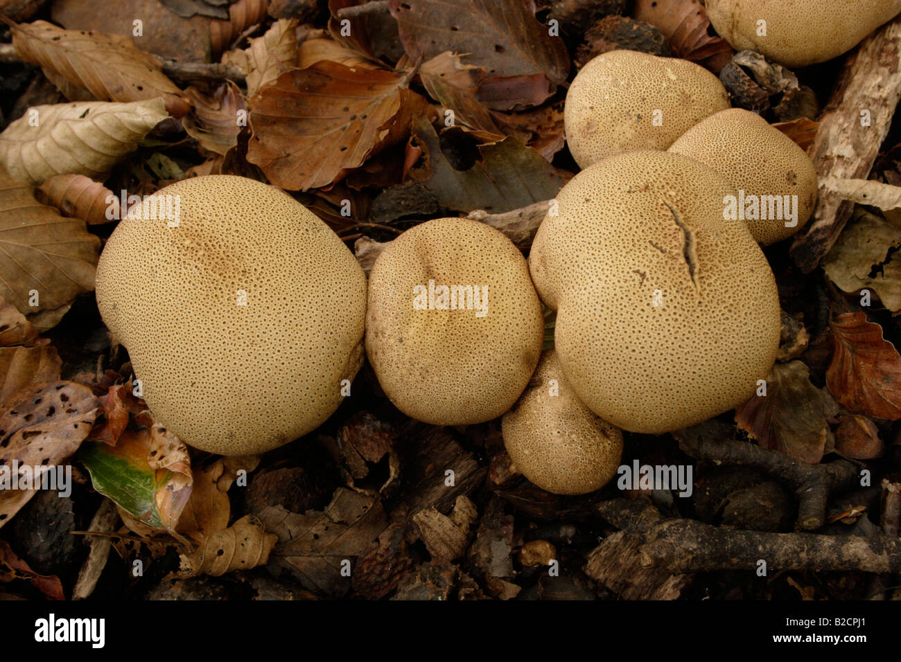 Scaly earthball fungi Scleroderma verrucosum in woodland UK Stock Photo