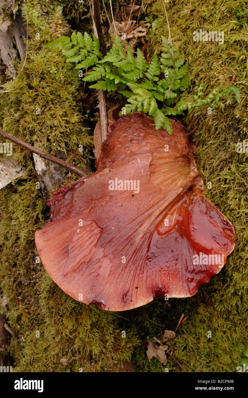 Beefsteak fungus Fistulina hepatica on an oak UK Stock Photo