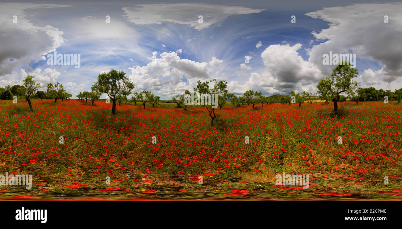 360 degree panoramic view of poppyfield and almond trees near Huesca in Spain Stock Photo