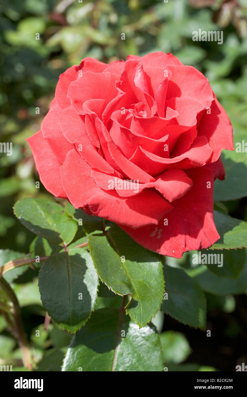 Breed of red rose called Pride Of England. Rose Garden, Inner Circle, Regent's Park, London
