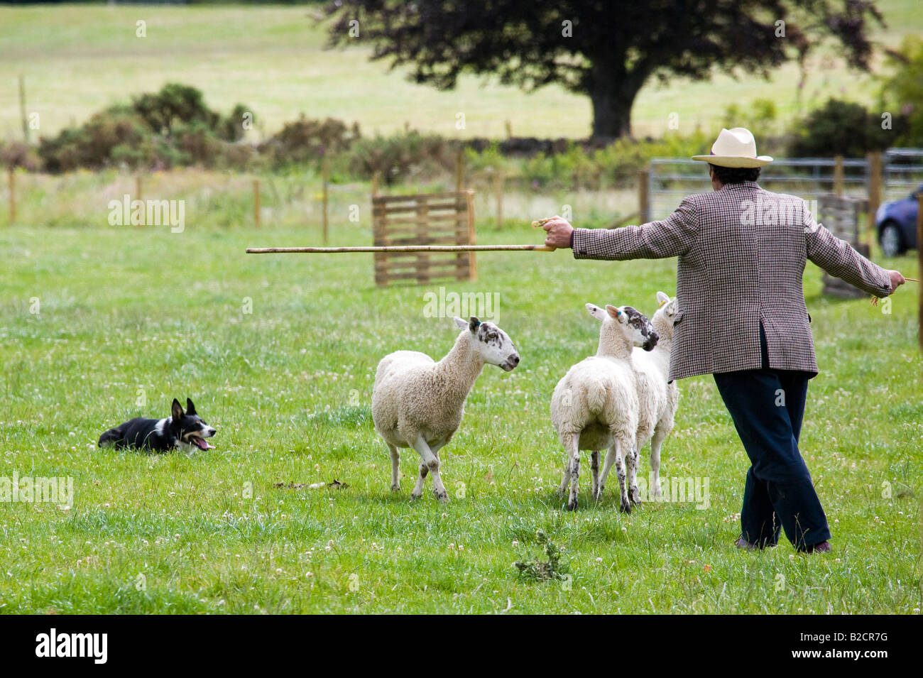 Scottish sheep dog trials, shepherd herding sheep, summer, pastor, vegetation, border collie, farm handling of sheep, nature animals, Scotland, UK Stock Photo