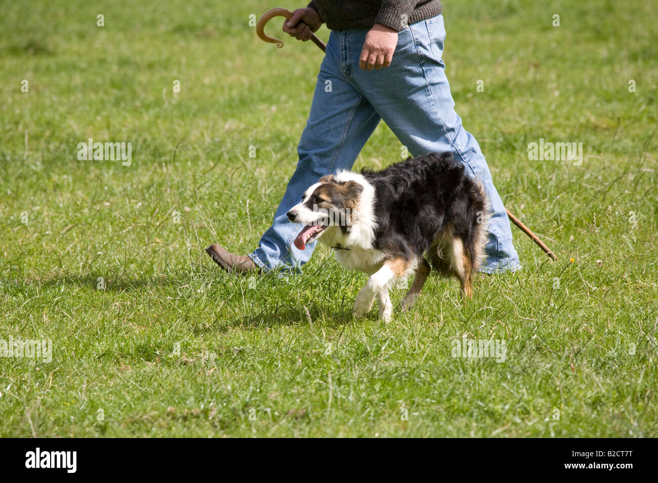 Scottish sheep dog trials, dog, shepherd herding sheep, summer, pastor
