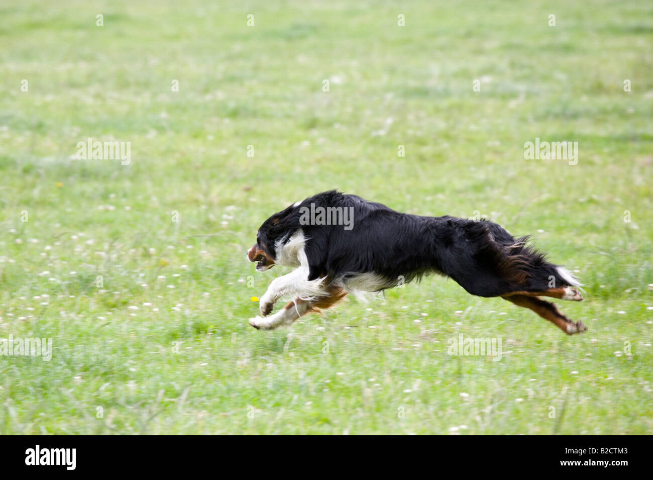 Black & white Border collie herding sheep, fast running working black