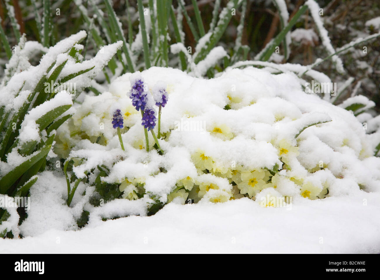 Spring flowers, a Primroses and Grape Hyacinth covered in snow. Dorset. UK. April. Stock Photo