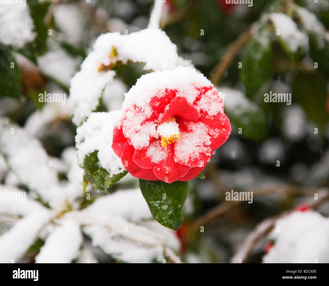 A spring flowering red Camellia covered in snow. Dorset. UK. April. Stock Photo
