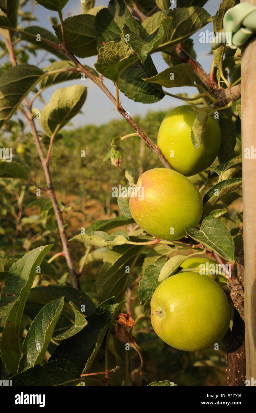 Apple Orchard apples ripening on trees in the kent countryside Stock ...