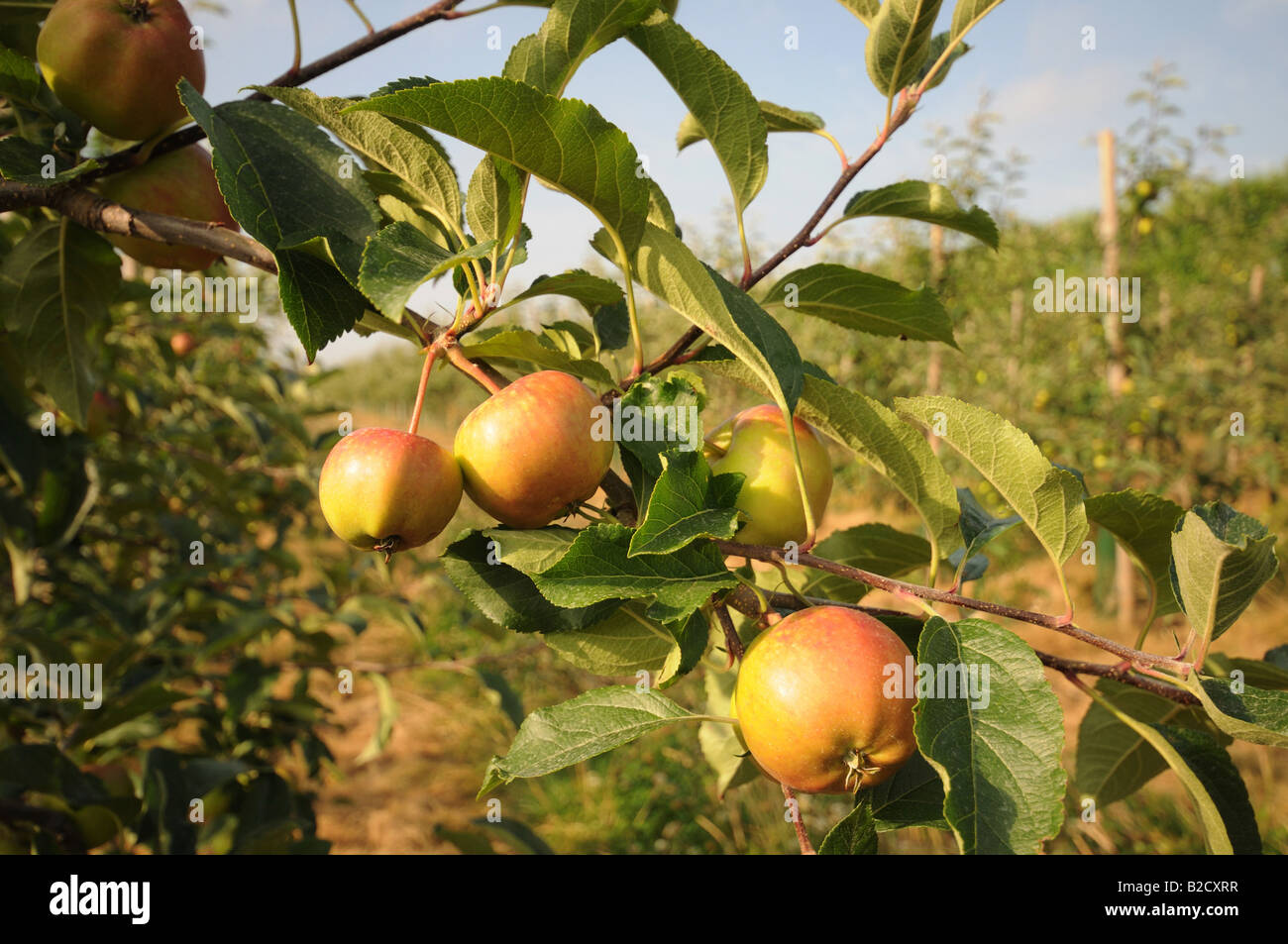 Apple Orchard apples ripening on trees in the kent countryside Stock ...