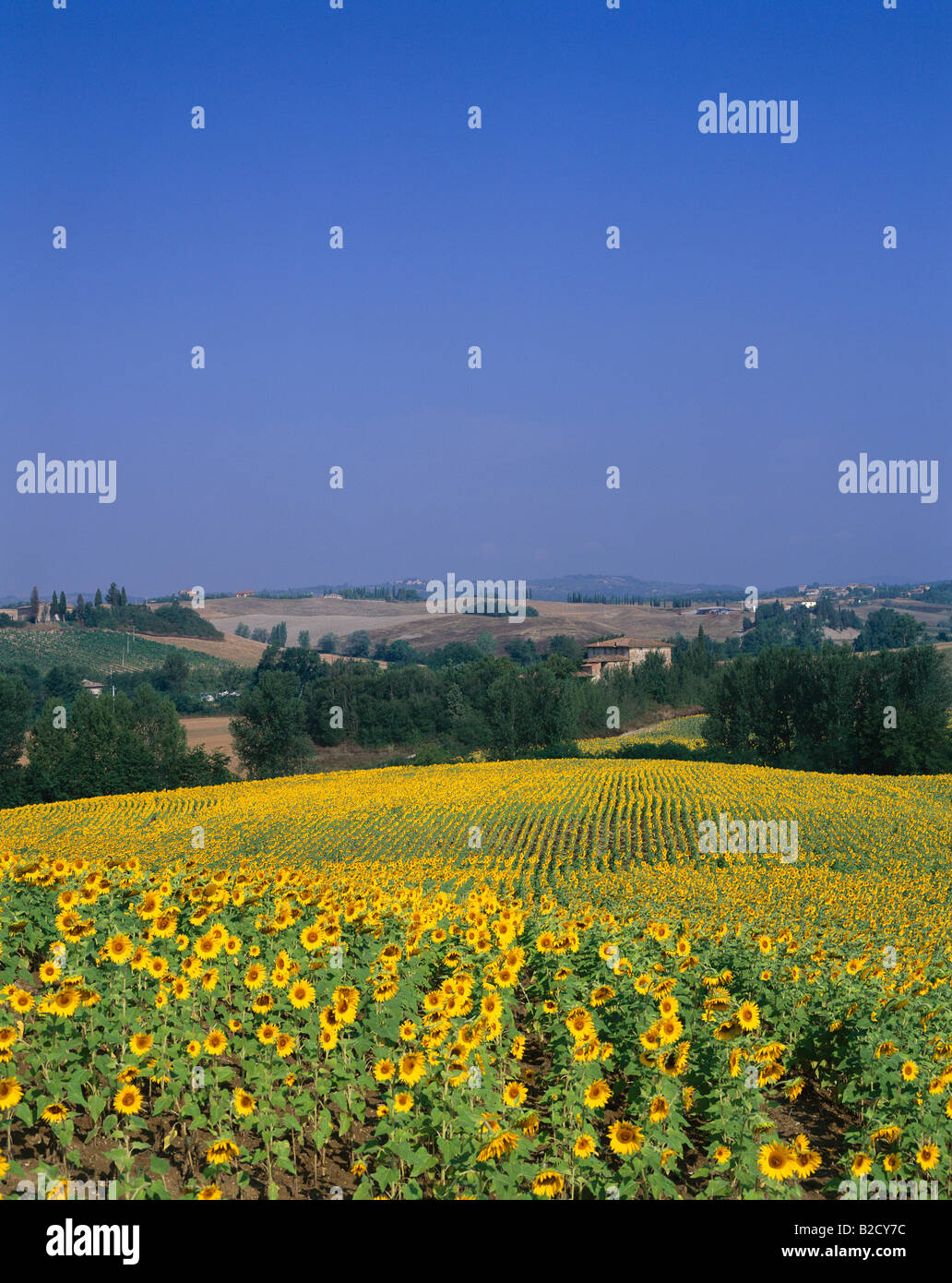 Tuscan landscape with sunflower field Italy, Tuscany Stock Photo - Alamy