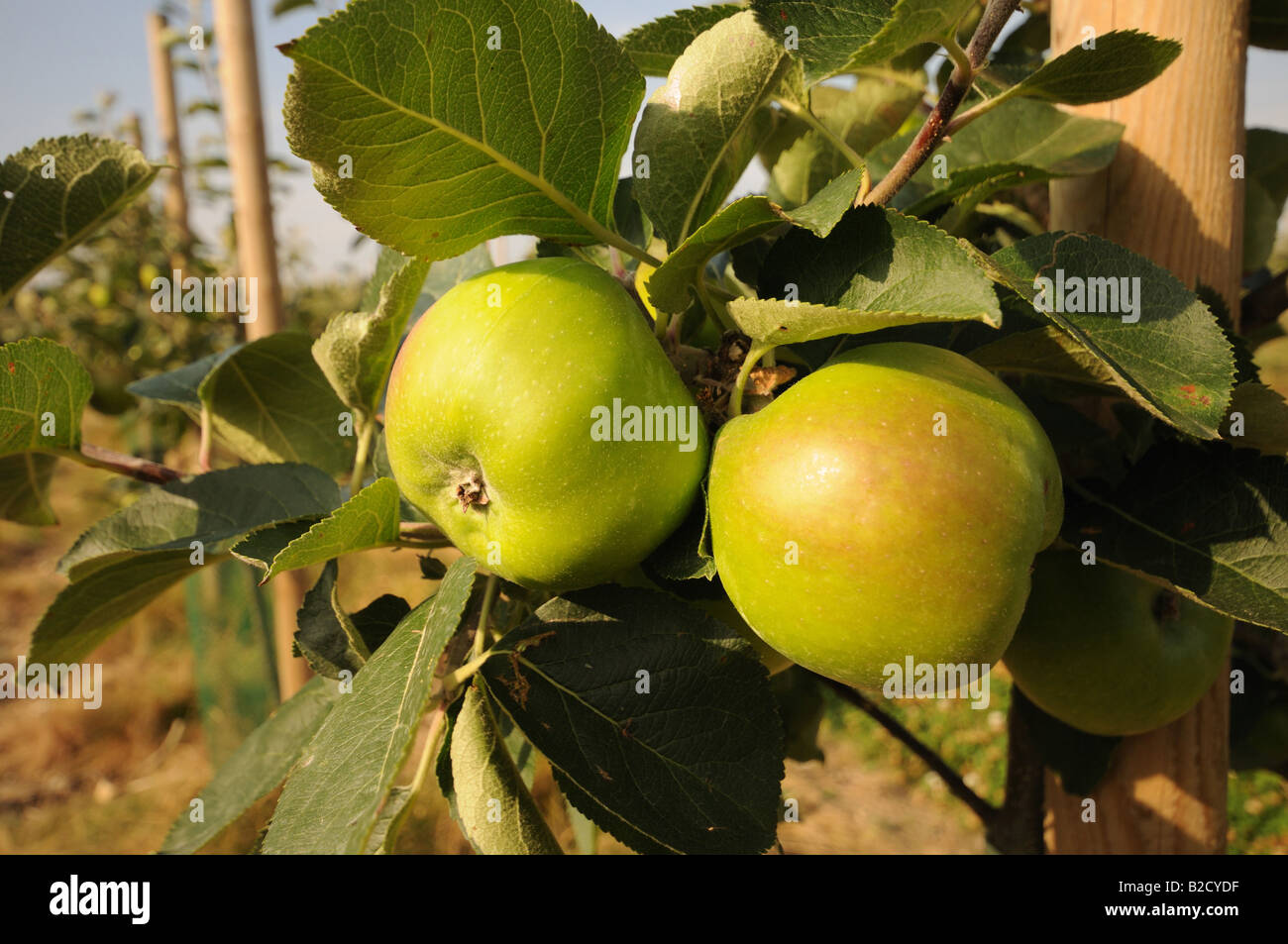 Apple Orchard apples ripening on trees in the kent countryside Stock ...