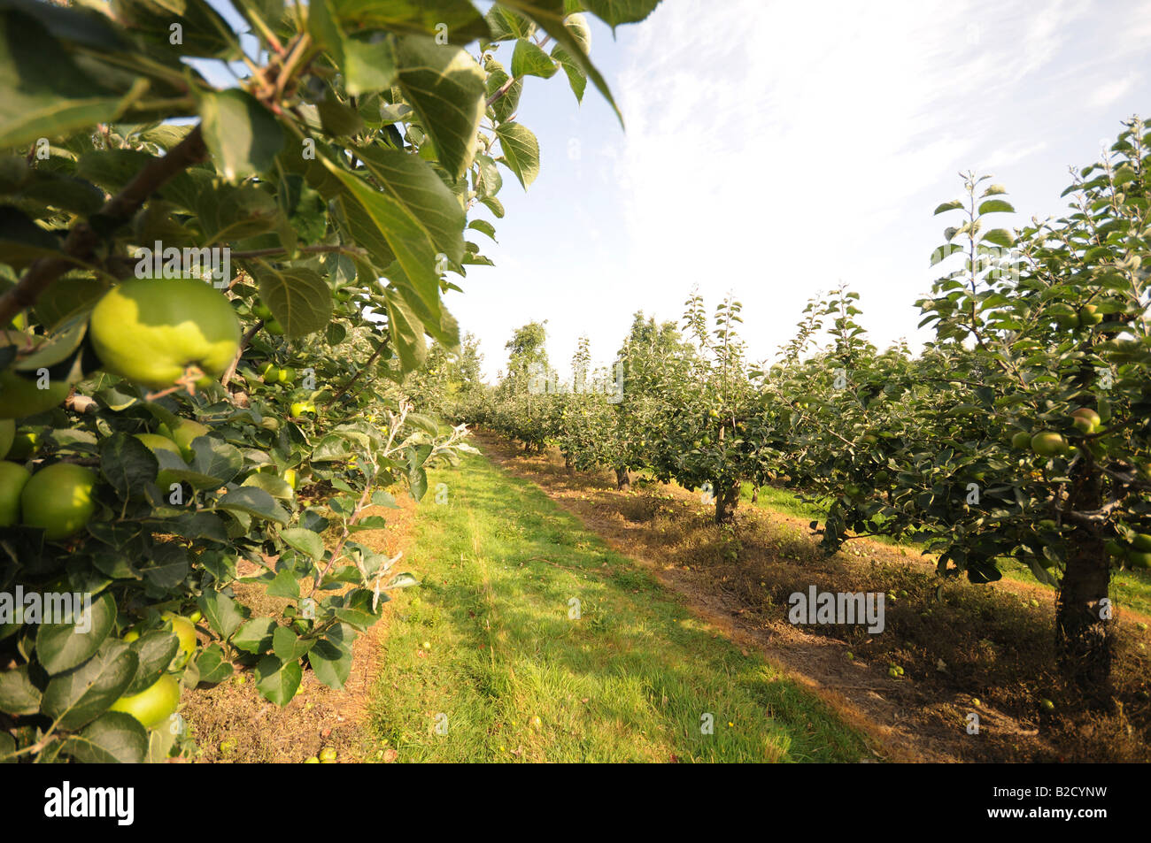 Apple Orchard apples ripening on trees in the kent countryside Stock ...
