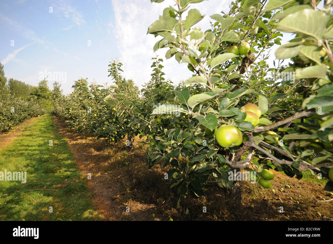 Apple Orchard apples ripening on trees in the kent countryside Stock ...