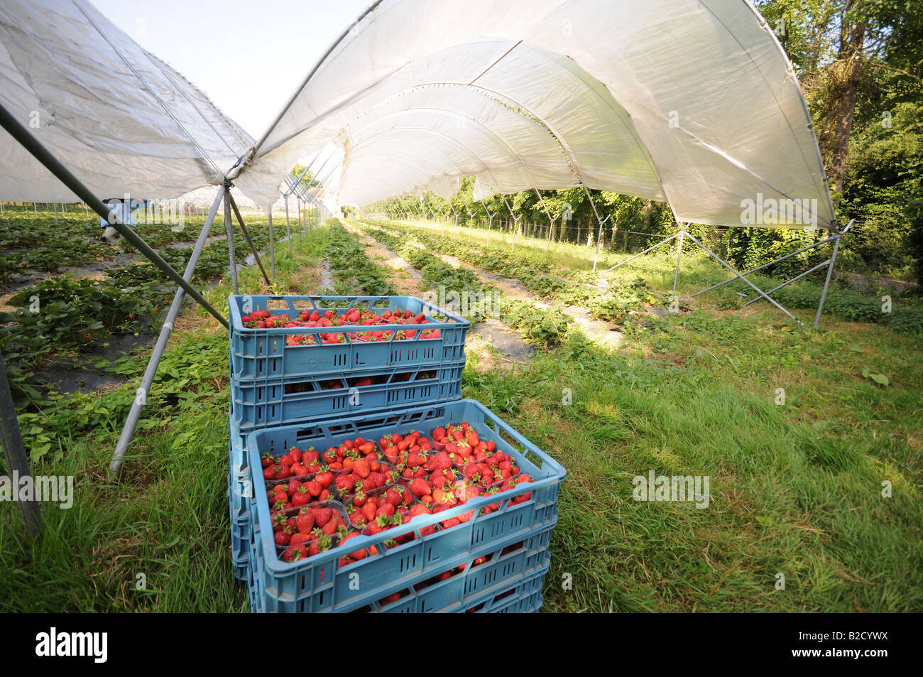 Strawberries under polytunnel ready for picking in the Kent Countryside