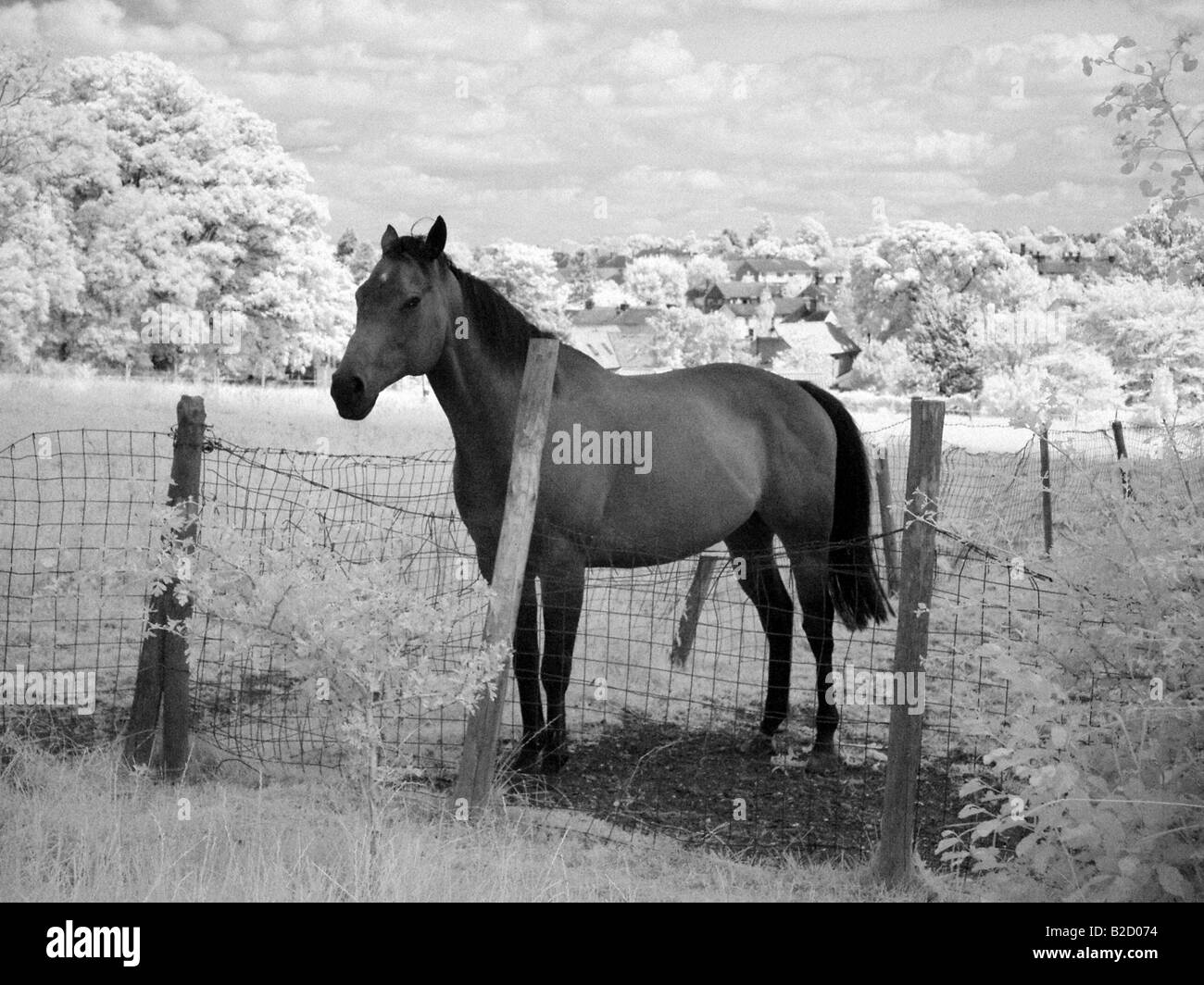 Infrared paddock hires stock photography and images Alamy