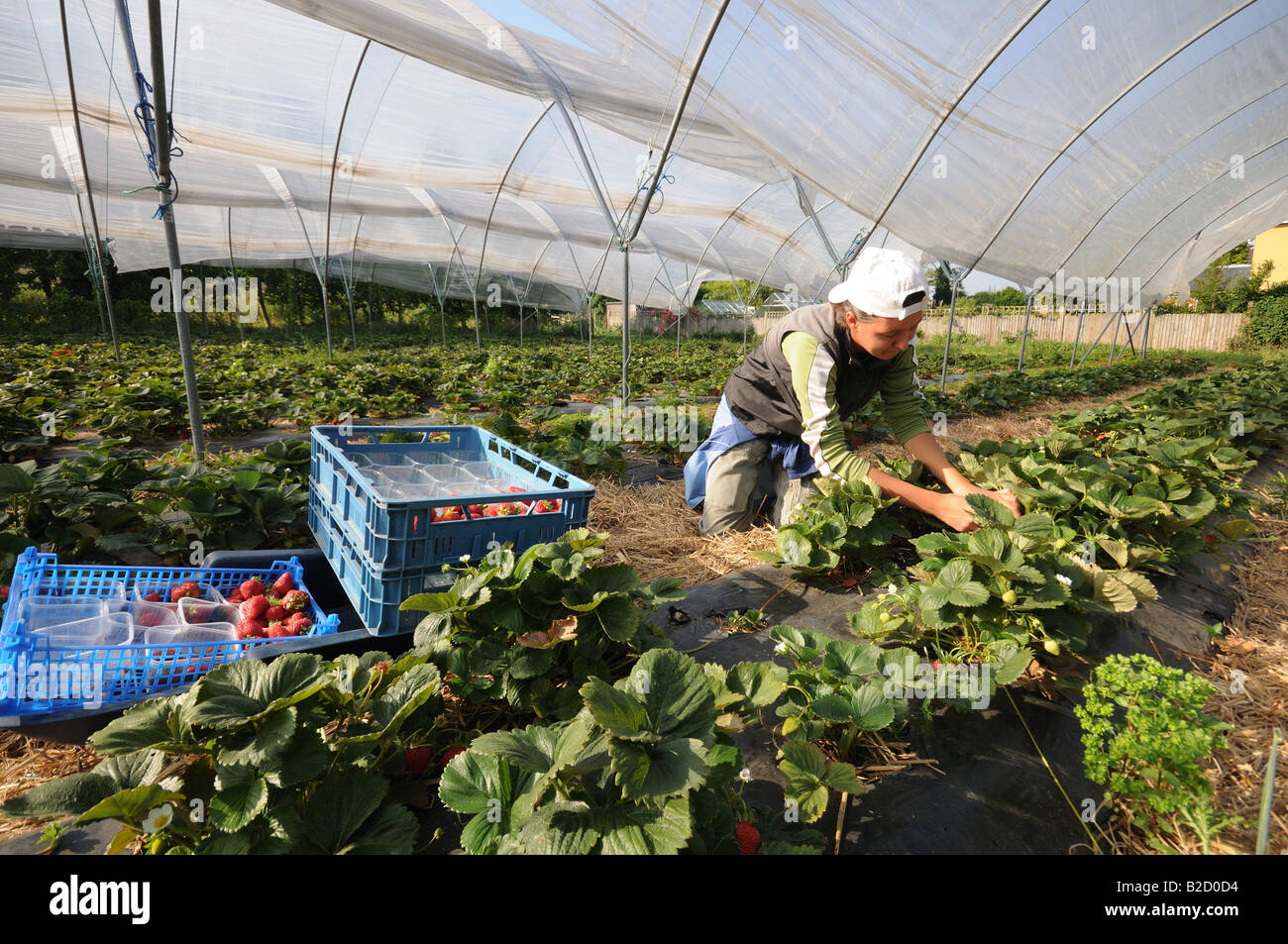 foreign worker picking Strawberries under polytunnel in the Kent